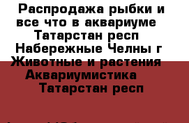  Распродажа рыбки и все что в аквариуме - Татарстан респ., Набережные Челны г. Животные и растения » Аквариумистика   . Татарстан респ.